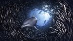  blue_eyes bubble cetacean dolorcin dolphin feral mammal marine underwater wallpaper water 
