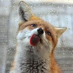  ambiguous_gender black_eyes canine cub cute fox fur glass licking mammal orange_fur rain real thirsty tongue white_fur young 