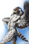 2003 avian bird falcon karabiner peregrine_falcon tagme yellow_eyes 