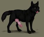  animal_genitalia canine canine_penis erection feral knot male mammal penis solo truegrave9 wolf 