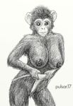  2007 breasts chimpanzee clothing female looking_at_viewer mammal monkey nipples plain_background primate pulsar tagme underwear white_background 