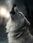  2014 arctic beads canine cold darkicewolf feathers forest fur howl ice male mammal morning snow tree white_fur winter wolf 