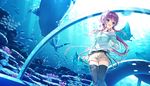  1girl aquarium ashishun belt black_legwear blue_eyes breasts fish game_cg happy highres kokonoka komagata_yuzuki legs long_hair looking_away medium_breasts open_mouth pink_hair ponytail primal_x_hearts sasorigatame shark shorts smile standing thighs water 