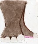  focus front hindpaw hooves paws 