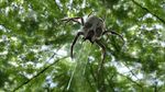  ambiguous_gender arachnid arthropod fangs realistic saliva skull skulltula_(species) spider the_legend_of_zelda unknown_artist video_games webbing 