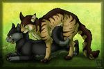  bite breeding cat domestic feline feral mammal mount penetration sex x-kid 