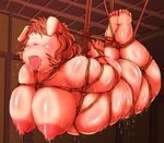  bdsm big_breasts blush bondage bound breasts butt drooling female kokkooman mammal nipples obese overweight pig porcine rope saliva solo squint suspension sweat tongue 