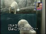  animated animated_gif aquarium bear camera charge cosplay gif human japanese lowres photo polar_bear real scared seal suit surprise surprised video 