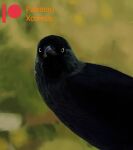 absurd_res avian bird corvid corvus_(genus) feathers feral fluffy hi_res jackdaw looking_at_viewer male oscine passerine patreon photorealism simple_background solo xcoreus