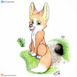 canid canine cute_expression cute_eyes feral flower fox fur grass hi_res male mammal plant red_fox sitting sitting_on_ground solo tongue tongue_out yordraw