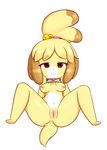  2015 animal_crossing anthro blonde_hair breasts brown_eyes canine dog female fur hair hearlesssoul isabelle_(animal_crossing) looking_at_viewer mammal navel nintendo nipples nude plain_background presenting presenting_pussy pussy smile solo spread_legs spreading video_games white_background white_fur yellow_fur 