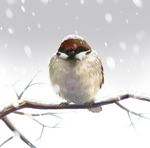  branch closed_eyes eurasian_tree_sparrow no_humans original realistic shoudoubutsu sitting snow sparrow winter 