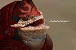  ambiguous_gender animated anthro armor english_text humor krogan laugh lizard mass_effect red_eyes reptile scalie solo source_request text tongue unknown_artist urdnot_wrex video_games 