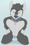  2015 abs anthro balls biceps blue_background blue_eyes blue_penis blue_tongue canine collar dog fangs fur grey_fur grey_nose hair husky kneeling looking_at_viewer male mammal muscles nude open_mouth pecs penis penis_tip plain_background pose sheath smile solo spazzyhusky teeth toned tongue tongue_out 