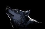  2015 ambiguous_gender black_and_white black_background blackteagan canine feral mammal monochrome plain_background solo wolf 
