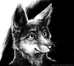  2014 anthro blackteagan canine fox greyscale male mammal monochrome sketch smile solo 