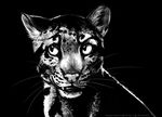  2014 ambiguous_gender black_background blackteagan clouded_leopard feline feral greyscale leopard mammal monochrome plain_background solo 