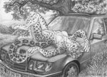  bluari car feline female greyscale leopard lying mammal monochrome nude on_back outside pose snow_leopard solo spots 