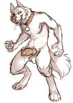  2014 animal_genitalia anthro balls canine canine_penis claws collar cum cum_drip dripping erection fluff fur grin hoot knot looking_at_viewer male mammal nude paws penis precum smile solo standing teeth were werewolf white_fur wolf 