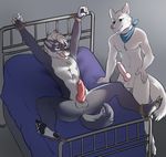 akira anthro bdsm bed blanket bondage bound canine chained collar cuffs duo f-ss fully_bound gay hindpaw male mammal pads pawpads paws penis pillow plantigrade rhinarium shane wolf 