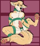  2014 anthro aroused balls beartp canine erection fennec fox male mammal mrchocolate nude penis ribbons solo 