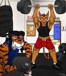  2014 abs alien anthro biceps big_muscles black_hair black_stripes blue_eyes bodybuilding brown_eyes brown_hair brown_nose bulge clothing duo feline fur grin gym hair iudicium86 karol_(character) lombax looking_at_viewer male mammal markings muscles orange_fur pose ratchet_and_clank red_stripes shirt shoes shorts sitting standing tank_top teeth tiger toned video_games weightlifting weights workout 