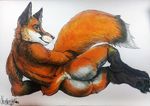  anthro back black_nose blue_eyes butt canine chumbasket claws fox fur gloves_(marking) looking_at_viewer looking_back lying male mammal markings nude on_side orange_fur pawpads paws pose presenting presenting_hindquarters rear_view socks_(marking) solo toe_claws whiskers 
