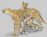  anthro anthro_on_feral bdsm bestiality cheepard cheetah cum dildo duo erection feline female feral handjob hotwert hyper hyper_penis interspecies jasiri liquid male mammal penis sex_toy spreader_bar straight strapon syringe 