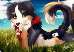  acaris anthro bandanna bernese canine curled dog grass lying male mammal markings mountain pawprint paws sky solo summer 