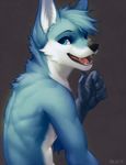  2015 anthro blue_eyes blue_fur canine falvie fur hair looking_at_viewer male mammal nude open_mouth plain_background smile solo teeth tongue 