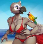  2015 ambiguous_gender anthro avian beach bikini bird blush bra cleavage clothed clothing feathers female feral fivel parrot sea seaside swimsuit thong underwear water 
