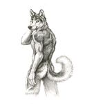  2015 anthro black_eyes black_fur butt canine curled_tail dog fur husky kenket looking_at_viewer looking_back male mammal monochrome nude plain_background sketch smile solo white_background white_fur 