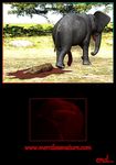  blood cheetah death death_by_penis drages elephant feline mammal penis 