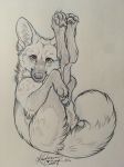  2018 4_toes ambiguous_gender canine feral fox kashmere looking_at_viewer mammal paws sketch solo toes traditional_media_(artwork) 