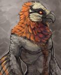  2014 avian beak bearded_vulture bird bust explicital looking_at_viewer male muriat solo standing vulture 