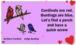  &lt;3 ambiguous_gender animated avian bird birdcheese blue_feathers bunting cardinal cute grey_feathers holidays humor pun red_feathers valentine&#039;s_day 