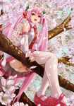  :d cherry cherry_blossoms flower food fruit hatsune_miku long_hair open_mouth pink_eyes pink_hair sakura_miku sitting smile solo spring_(season) thighhighs twintails vocaloid white_legwear yamasan_(hachiman) 