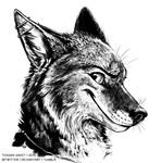  2015 blackteagan canine coyote ear_piercing grin looking_at_viewer male mammal piercing sketch solo 