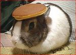  ambiguous_gender brown_fur cute feral food fur inside lagomorph mammal pancake pet photography rabbit real solo unknown_artist what whiskers white_fur 