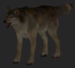  anatomically_correct canine fully_sheathed male mammal sheath wolf 