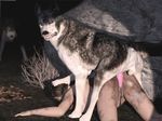  bestiality canine canis3 car cum female feral forced headlights human human_on_feral interspecies male mammal penetration rape sex vaginal vaginal_penetration wolf 