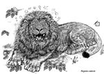  dakota-bear feline lion male mammal solo 