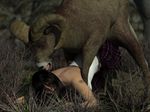  bestiality canis3 caprine female feral forced goat human interspecies mammal rape sara sex 