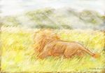  dakota-bear feline feral lion male mammal solo 