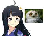  araragi_tsukihi bird black_eyes black_hair fried_egg hair_ornament japanese_clothes kimono long_hair monogatari_(series) owl photo-referenced snowy_owl solo tanabe_kyou 