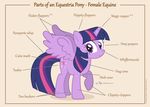  2014 anatomy chart cutie_mark dm29 equine female friendship_is_magic hair horn horse label mammal my_little_pony pony purple_eyes purple_hair twilight_sparkle_(mlp) winged_unicorn wings 