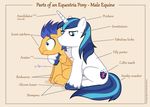  2014 anatomy blue_eyes blue_hair chart cutie_mark dm29 equine flash_sentry_(mlp) friendship_is_magic hair horn horse label male mammal my_little_pony pegasus shining_armor_(mlp) unicorn wings 