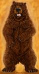  bear dakota-bear grizzly_bear male mammal solo 