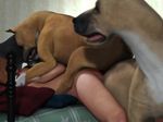  3d bed bestiality big_breasts boxer breasts canine canis3 dog feral forced great_dane human interspecies knotting mammal oral penetration pussy rape sex 