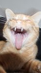  cat feline invalid_color laugh mammal real tengger 